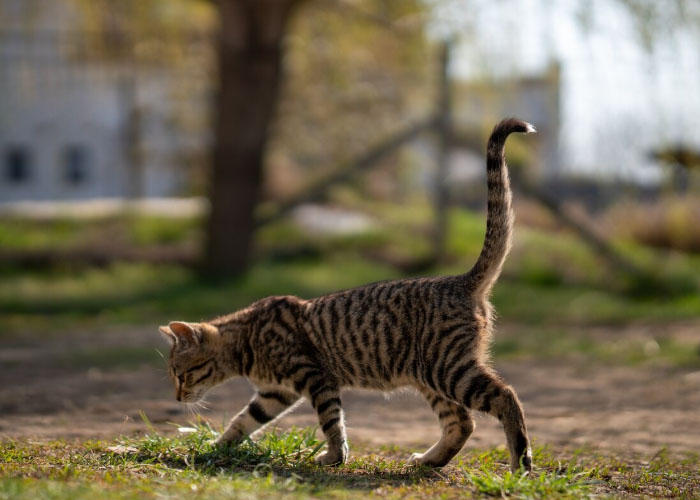 Afiliacja i frazy long tail. Jak zdobywać ruch, który konwertuje?